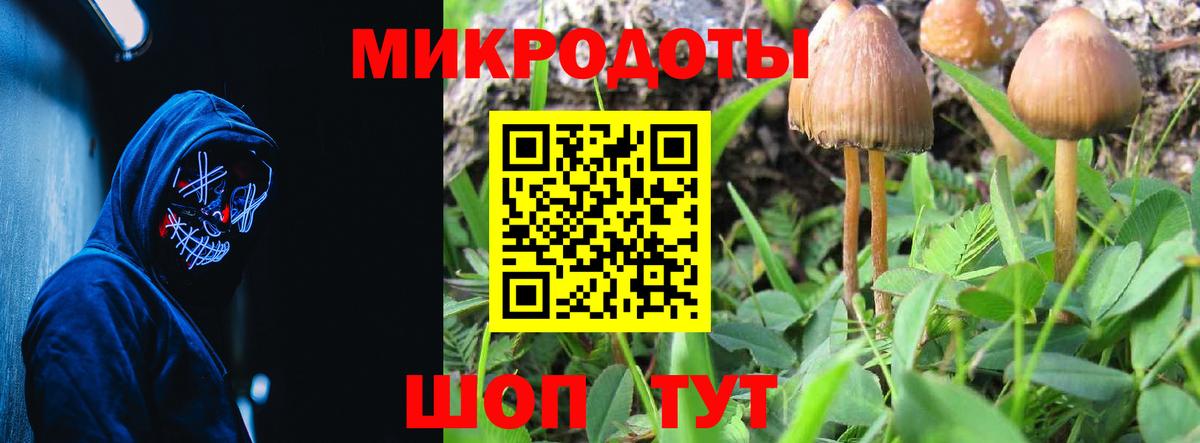 Псилоцибиновые грибы Psilocybine cubensis Киселёвск